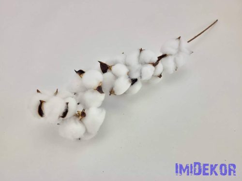 Drótos szárú gyapot 10db 5-6 cm fej - Fehér