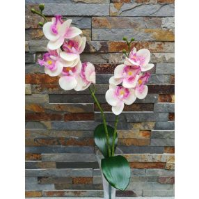   Orchidea gumis Phalaenopsis 2 ágú 2 leveles művirág 45 cm - Krém-Rózsaszín Pöttyös