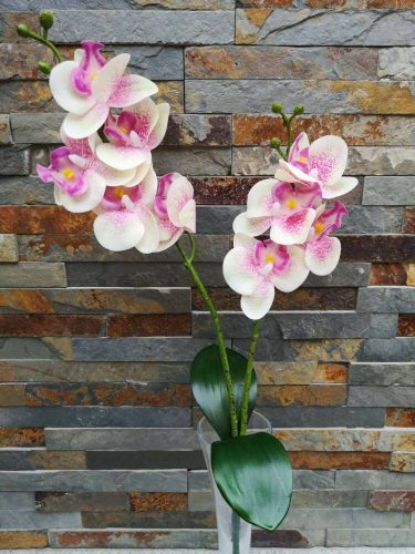 Orchidea gumis Phalaenopsis 2 ágú 2 leveles művirág 45 cm - Krém-Rózsaszín Pöttyös