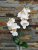 Orchidea gumis Phalaenopsis 2 ágú 2 leveles művirág 45 cm - Fehér