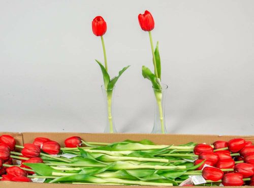 Tulipán szálas gumi virág 40 cm