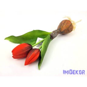 Hagymás gumi tulipán 2 bimbós fejű 24/18 cm - Piros
