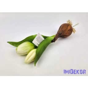   Hagymás gumi tulipán 2 bimbós fejű 24/18 cm - Zöldes Fehér