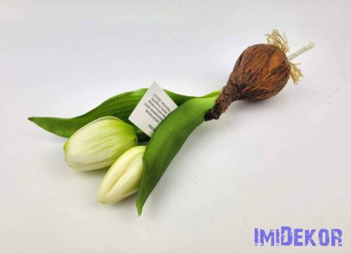 Hagymás gumi tulipán 2 bimbós fejű 24/18 cm - Zöldes Fehér