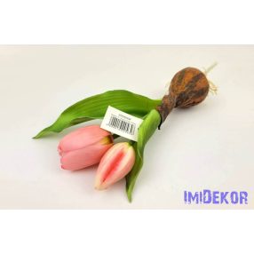   Hagymás gumi tulipán 2 bimbós fejű 24/18 cm - Rózsaszín