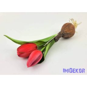   Hagymás gumi tulipán 2 bimbós fejű 24/18 cm - Pirosas Rózsaszín