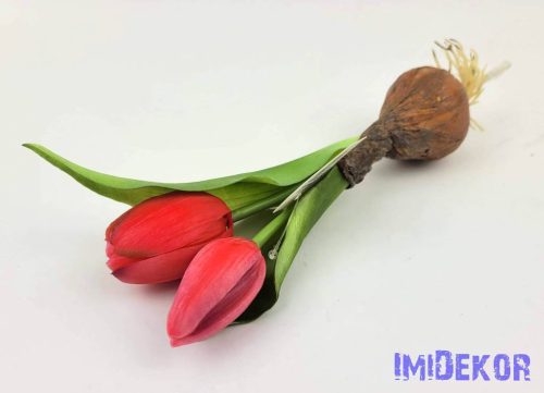 Hagymás gumi tulipán 2 bimbós fejű 24/18 cm - Pirosas Rózsaszín