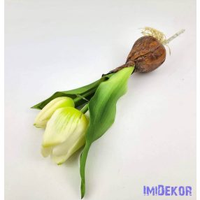   Hagymás gumi tulipán nyílottabb 2 fejű 24/18 cm - Zöldes Fehér