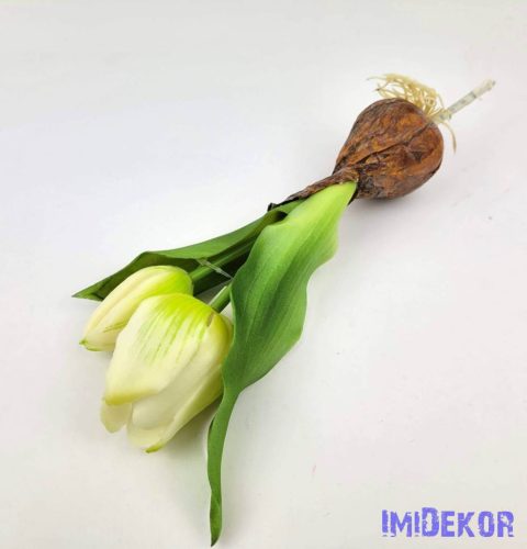 Hagymás gumi tulipán nyílottabb 2 fejű 24/18 cm - Zöldes Fehér