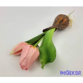   Hagymás gumi tulipán nyílottabb 2 fejű 24/18 cm - Rózsaszín