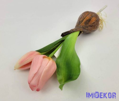 Hagymás gumi tulipán nyílottabb 2 fejű 24/18 cm - Rózsaszín