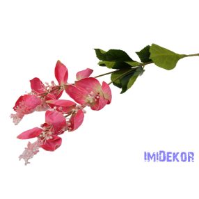 Medinilla virágos ág 110cm - Rózsaszín