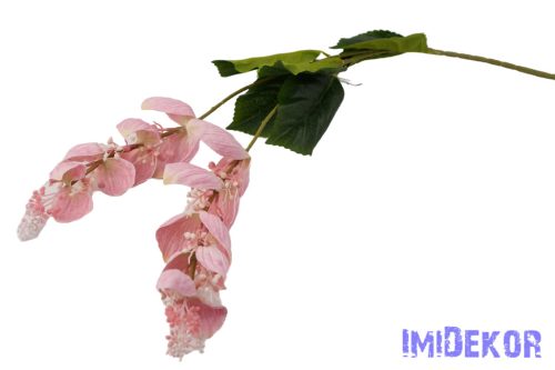 Medinilla virágos ág 110cm - Halvány Rózsaszín