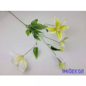 Klematisz 5v. ág 70cm - Krém