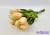 Tulipán gumi 9 szálas kötegelt csokor 32 cm - Krém-Barack