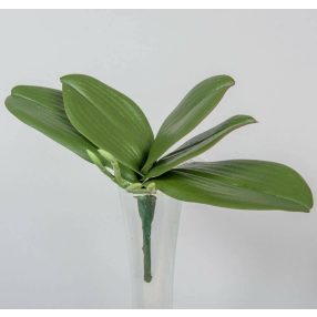 Orchidea 5 ágú levél gyökérrel 20 cm