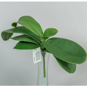 Orchidea 7 ágú élethű levél gyökérrel 18 cm