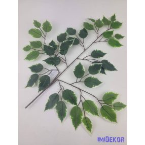 Fikusz 42 leveles ág 51x49cm - Tarka