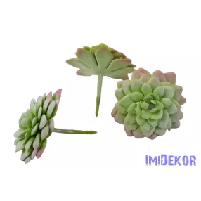 Kövirózsa gumis 6,5cm - Hamvas