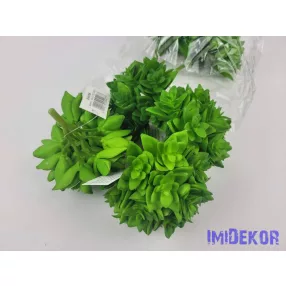 Kövirózsa 12 fejes gumis pozsgás 9 cm - Zöld