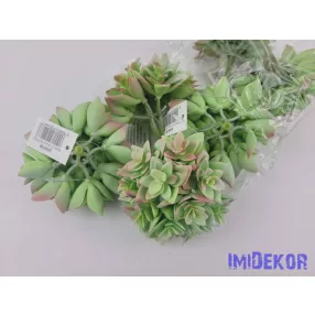 Kövirózsa 12 fejes gumis pozsgás 9 cm - Hamvas