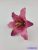 Liliom fej 13 cm - Mályvás