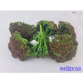 Apró bogyós gumis varjúháj 11 cm - Narancsos