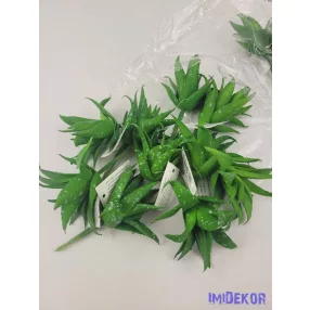 Aloe vera gumis pozsgás 8,5 cm - Foltos Zöld