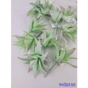 Aloe vera gumis pozsgás 8,5 cm - Hamvas