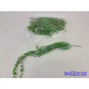 Csüngős gumis aszparágusz 50 cm - Hamvas