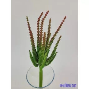 Hosszanti gyűrűs pozsgás 21 cm - Piruló