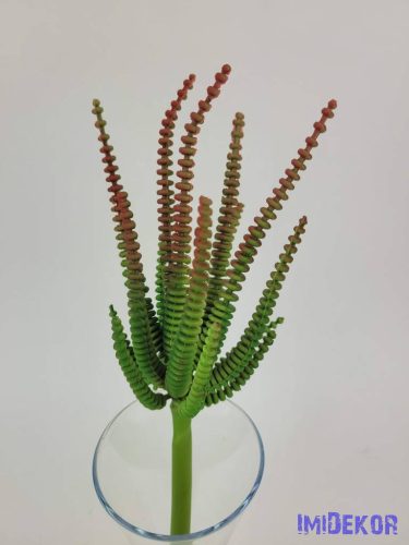 Hosszanti gyűrűs pozsgás 21 cm - Piruló