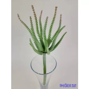 Hosszanti gyűrűs pozsgás 21 cm - Hamvas