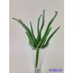 Hosszanti gyűrűs pozsgás 21 cm - Zöld