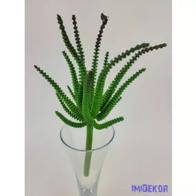 Hosszanti gyűrűs pozsgás 21 cm - Sötét