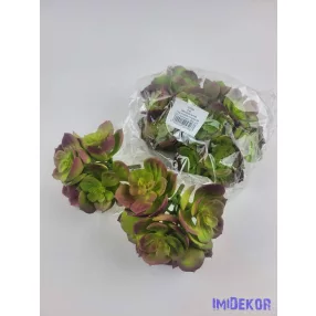 Kövirózsa 5 fejes gumis pozsgás 10 cm - Mályvás Zöld