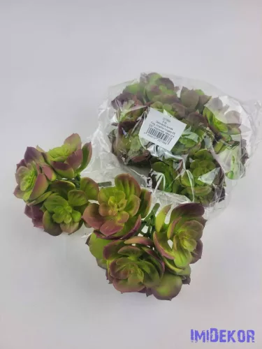 Kövirózsa 5 fejes gumis pozsgás 10 cm - Mályvás Zöld