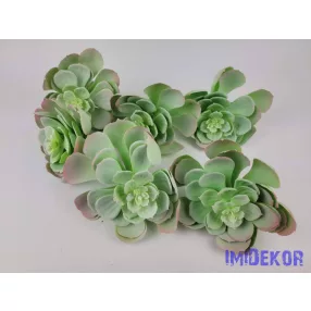 Gumis nagyfejű kövirózsa D13 M15 cm - Hamvas