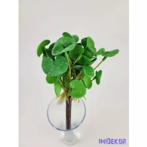 Békalencse gumis bokor 21 cm - Sötét Zöld Foltos