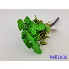 Békalencse gumis bokor 21 cm - Cirmos Zöld