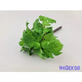 Cakkos levelű gumis bokor 21 cm - Világos Zöld Foltos