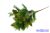 Fenyő csokor tobozzal 7 ágú 36cm - Zöld