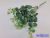 Eukaliptusz 16 ágú bokor 38cm - Hamvas