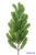 Fenyő ág 62cm - Világos Zöld