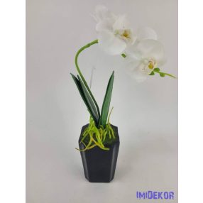 Cserepes gumi orcidea - Fehér