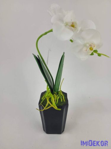 Cserepes gumi orcidea - Fehér