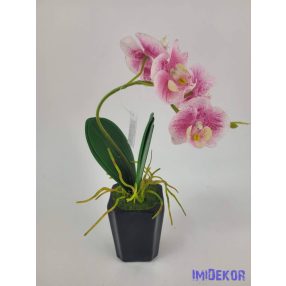Cserepes gumi orcidea - Fehér-Rózsaszín Cirmos