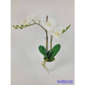 Cserepes gumi orchidea 2 ágú - Fehér