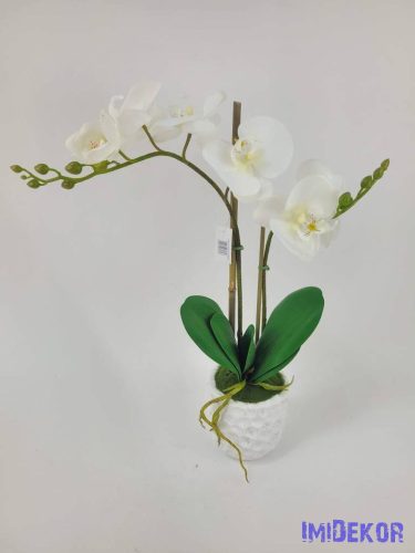 Cserepes gumi orchidea 2 ágú - Fehér