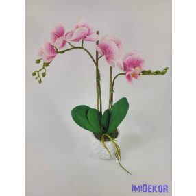 Cserepes gumi orchidea 2 ágú - Fehér-Rózsaszín Cirmos